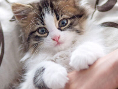 Persian Cat