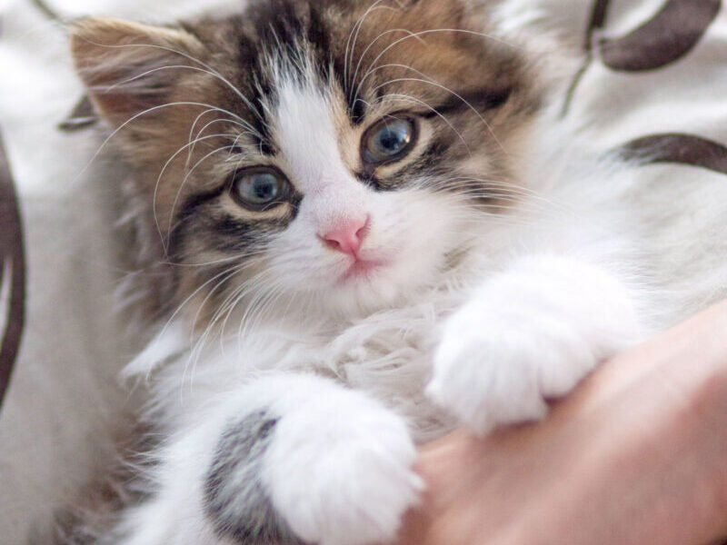 Persian Cat