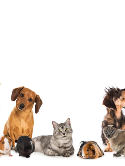 Pets